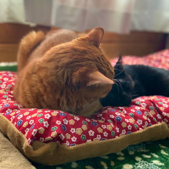 92d81cbb 5354 445b bf1a 5dcb865531b3 1645071751494