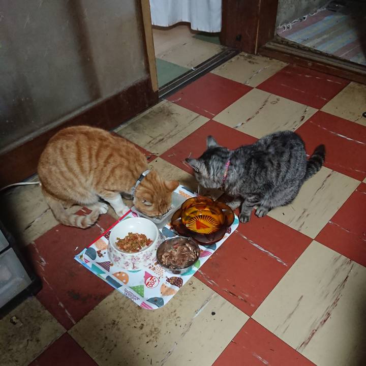 92d9b271 70eb 43fe a334 96801f8a085a 1587806878180