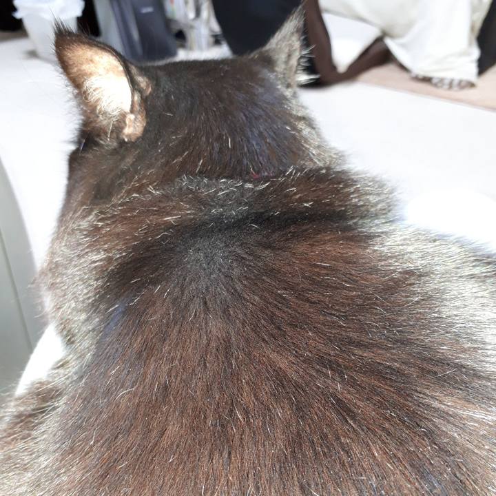 92dad453 c251 481a a732 549fd1b52f96 1518382269849