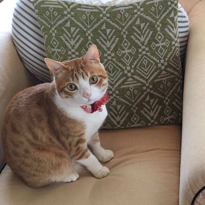 92dd7cc4 024c 4de1 b723 3f499e3e5990 1524227982941