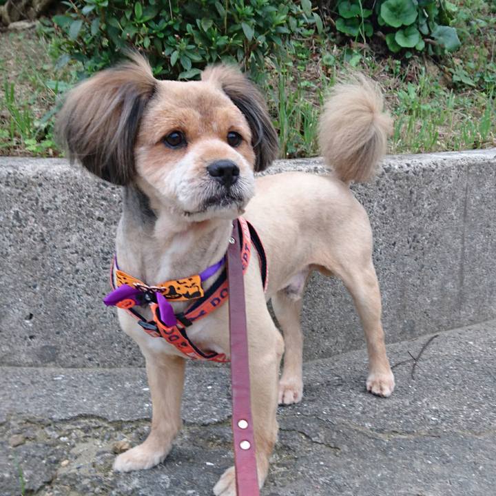 92e23fb5 349a 45c7 ba8f ccc4ea9c244a 1539076489271