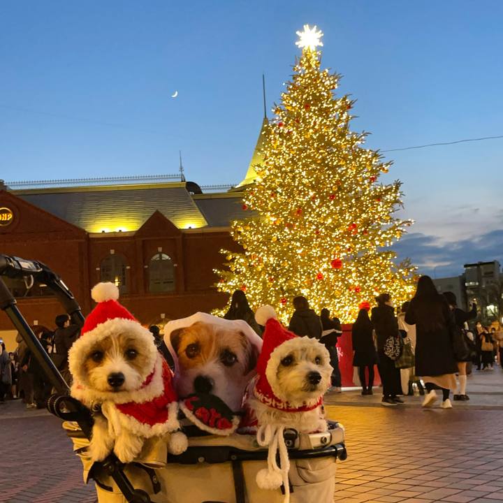 92e28992 9c76 472a bfea 4b885049cfc7 1766490095499