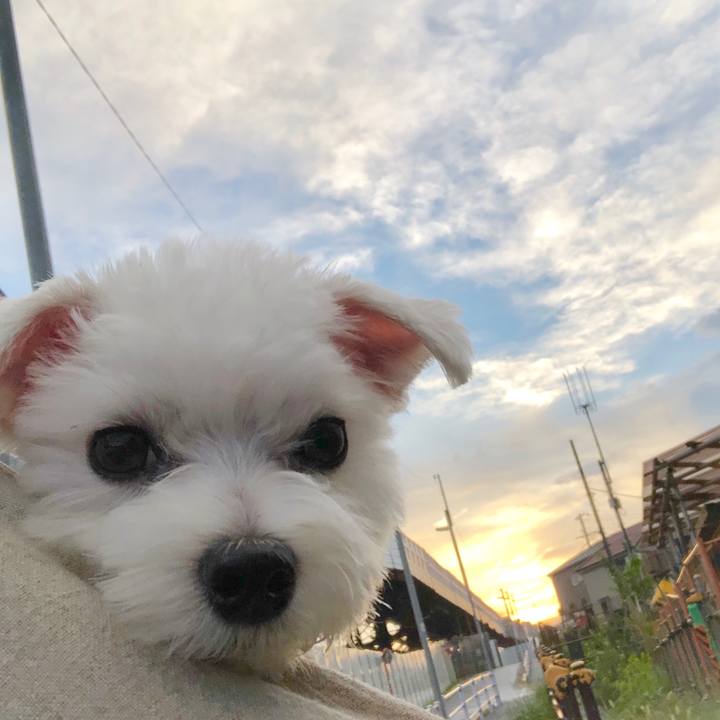 92e5bfe2 10e0 4e4e a6fb 31322d52b7d6 1567039816243