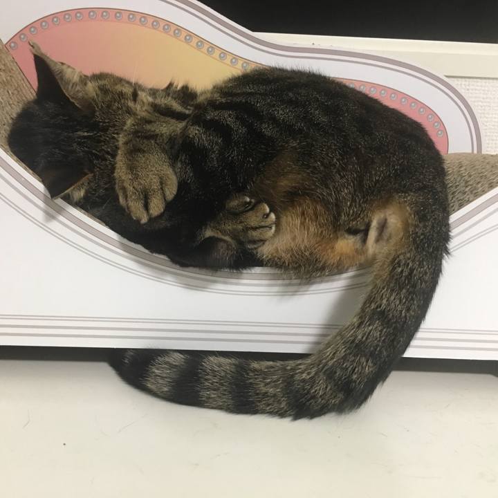 92eea4b2 0d55 428c 8b78 f4f70c129e7b 1557199657876