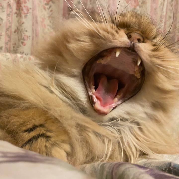 92f07079 8410 4e4f ae1a 05981fa9a2bc 1646213985743