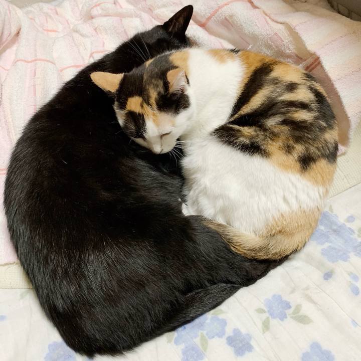 92f4370b 4a10 4fd6 92c9 d855d7c9d48b 1541381592014