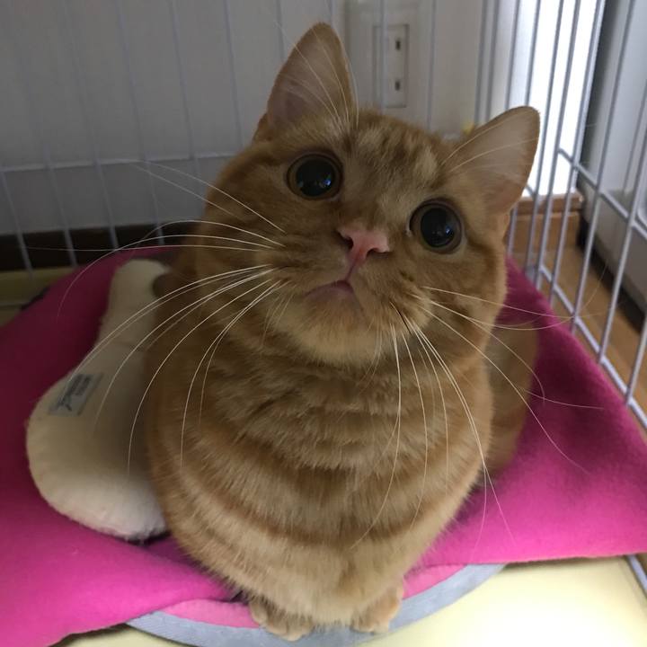 92f773d0 8653 42ff a4c8 79b9b0f71bc4 1517843449954