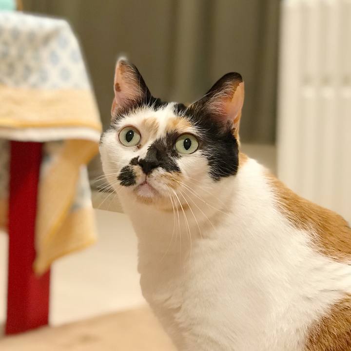 92f78dbc 5907 4ba8 a65e a14da87f392a 1513088404882