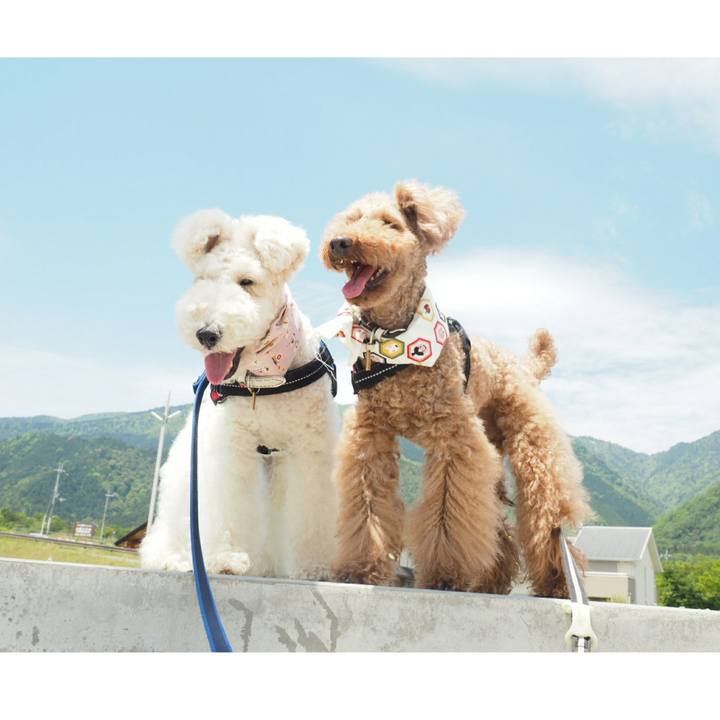 92ffd184 bb50 4a2a 82cc 4b1a9dc32c24 1525587117003