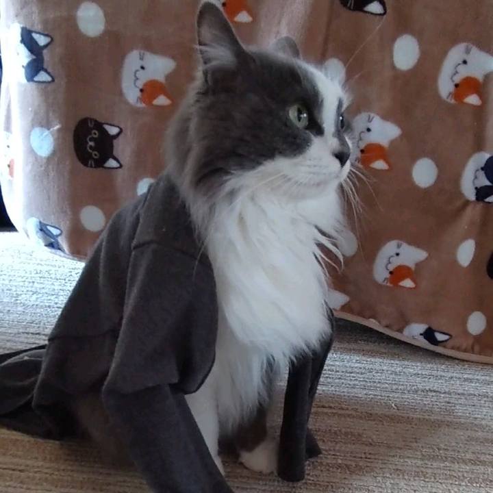 930088c3 1f7c 4048 aa33 66bee1a3846e 1710989034341