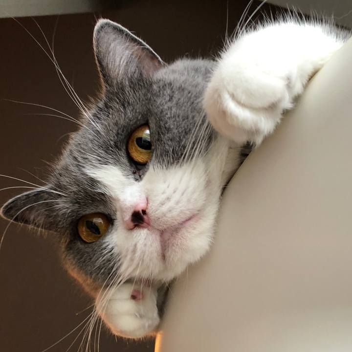 9300cd92 f90c 43c5 ab16 ed72de304384 1533715002196