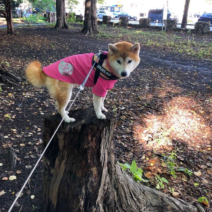 9306b214 7e82 4aac b16c afe39d67bb59 1569288257498