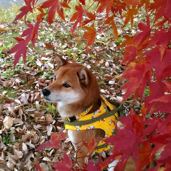 931164db b66f 442b b698 841f4274c41b 1511772285510