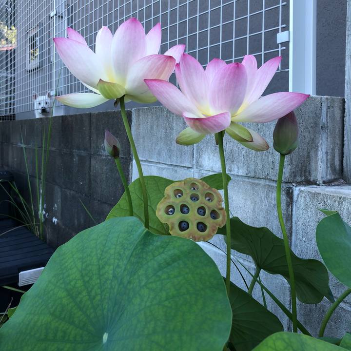 93116666 3b10 475c 8fb9 099c2bd6d077 1534547602342