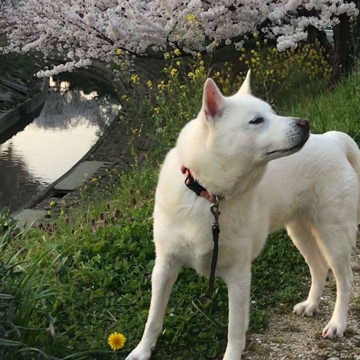 93188ad1 e7b9 4138 bbbb 2bc42b865496 1522238868035