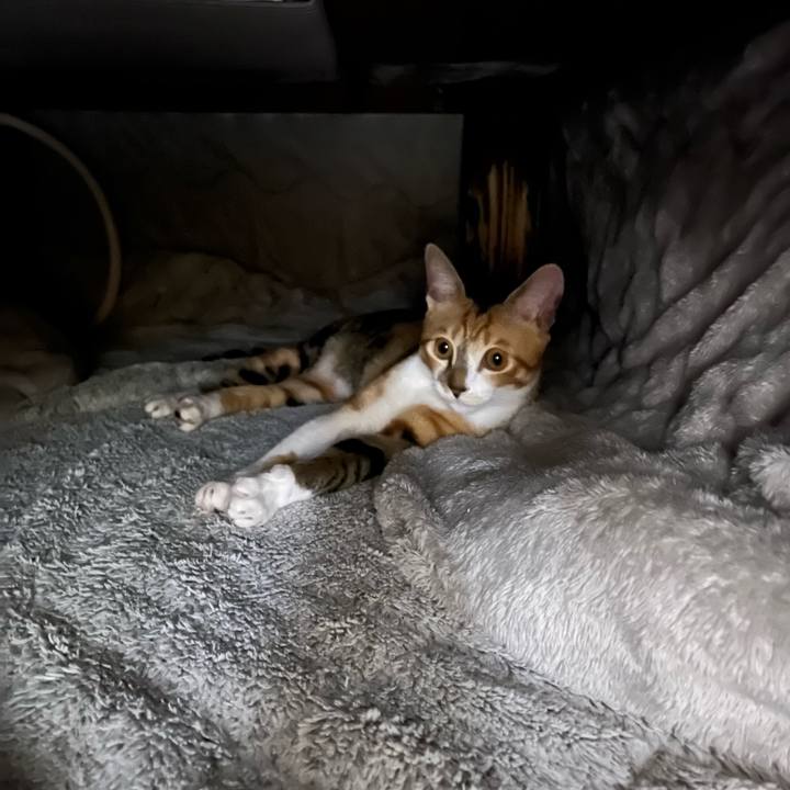 931db612 dde3 4e59 9d8c a996eda72dd1 1667046683467