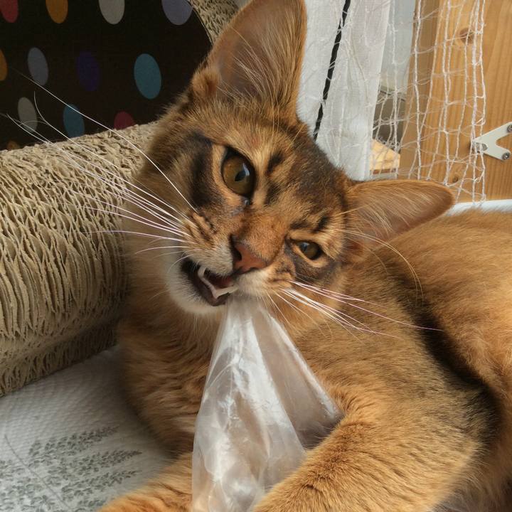 931edebe 287e 46fa a594 7fb9154dcace 1587594260681