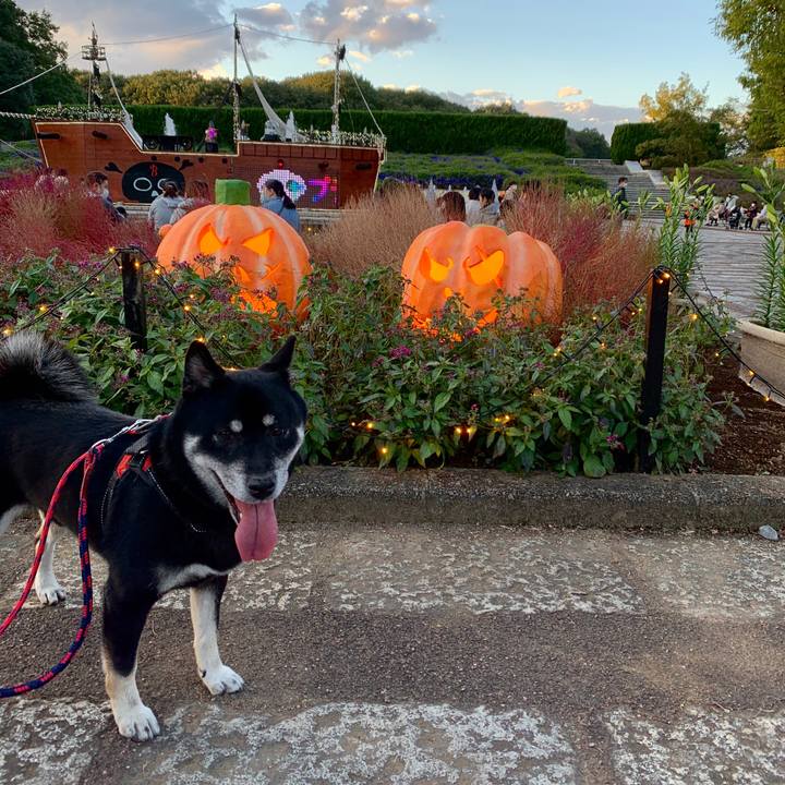 932047e2 a6ba 4d09 a6c8 eb9dc971a76c 1603553811594