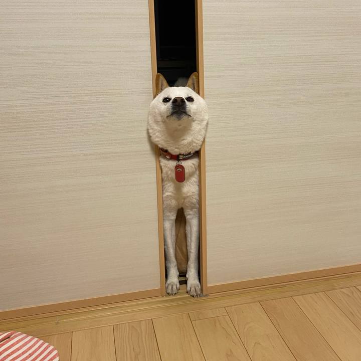 932157bf 0776 48e9 aa6b 0d2eefecf45f 1607413730002