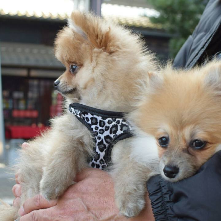 9323ea9b 9d49 44bc 87bd 50b396391322 1514031052723