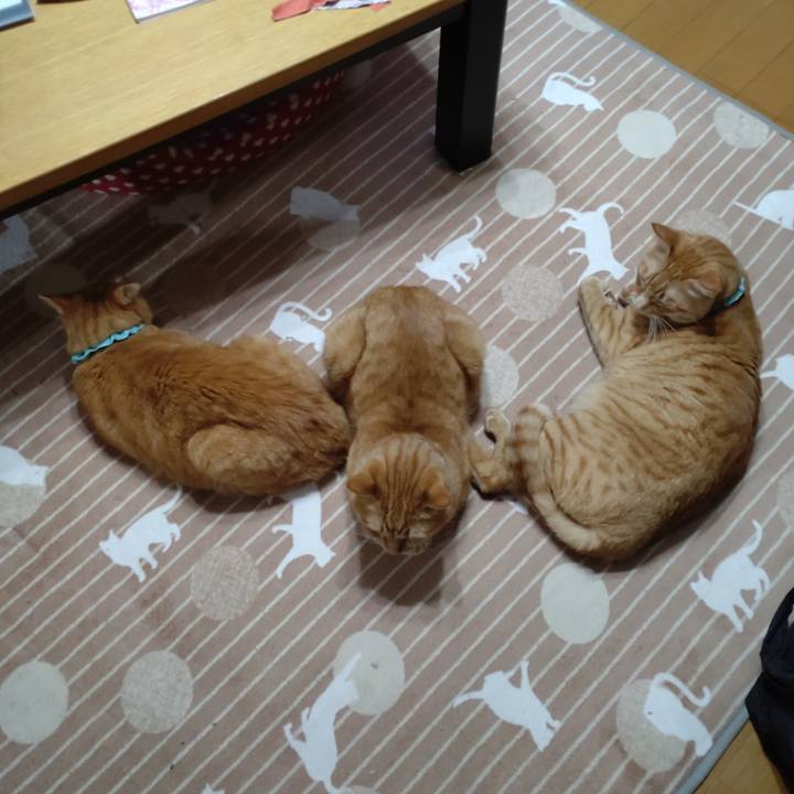 932410e4 66ff 4adb a0dd 855e46afdc77 1734389517798