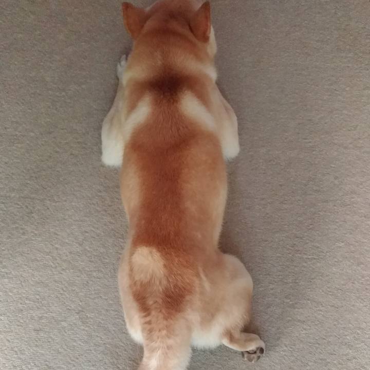 932887a9 e1cd 4d2c a44b 75816c696a0d 1535685527881