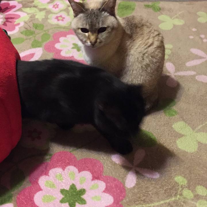 932d7970 1f03 4f0f 92b2 efb326aebb97 1523447098815