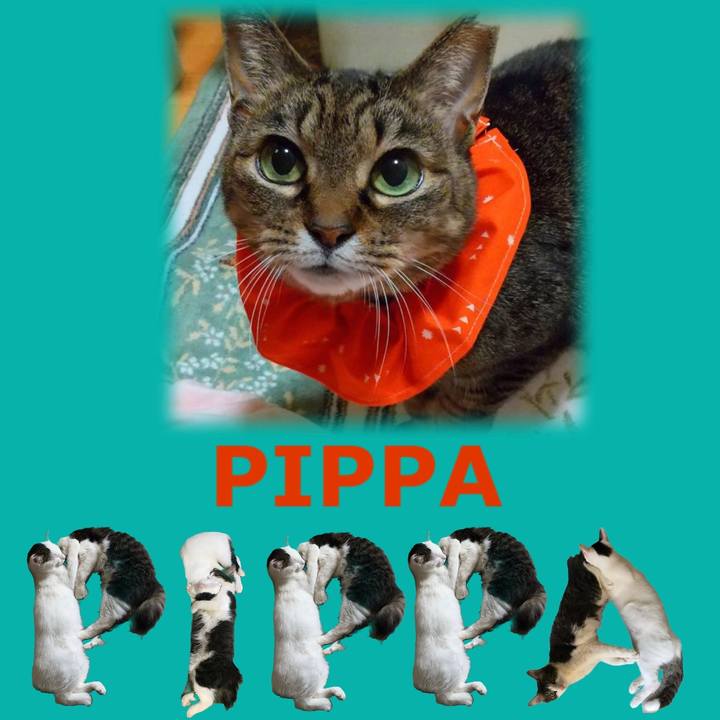 932e82f4 fe82 4f9a bd3c 690cd0711000 1667723965559