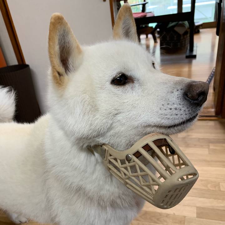 932f44cb 8102 4c3f ad7e 2729e05ac9a9 1556269023750