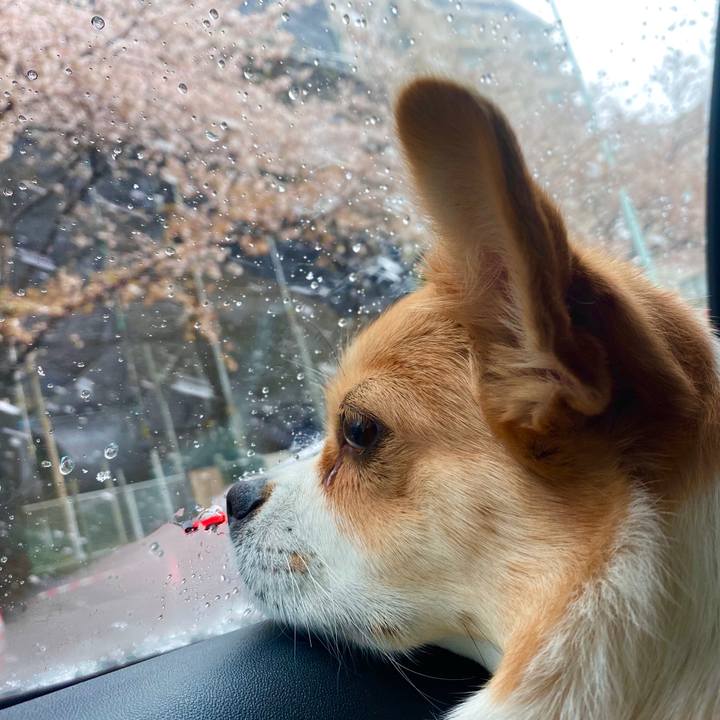 932f5e89 10f6 4b4f 81ca da3e1acffa0f 1585449184339