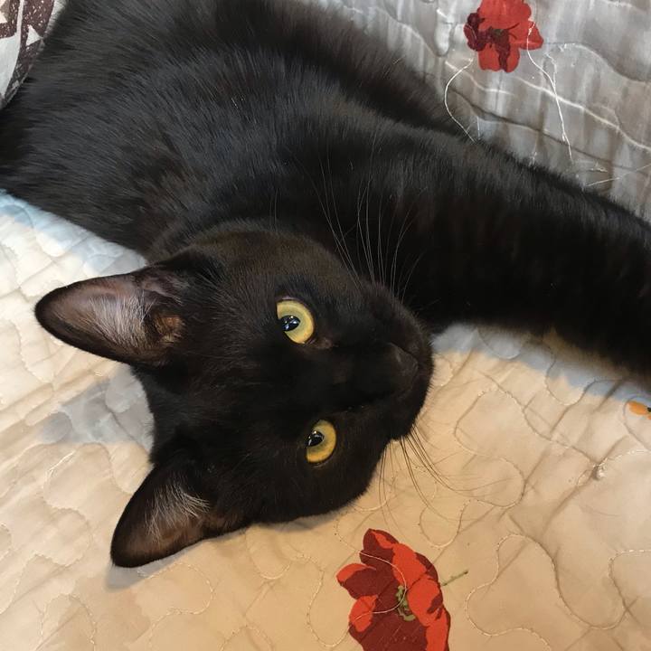 93313301 34f1 4034 893f 82de519ec740 1581117715708