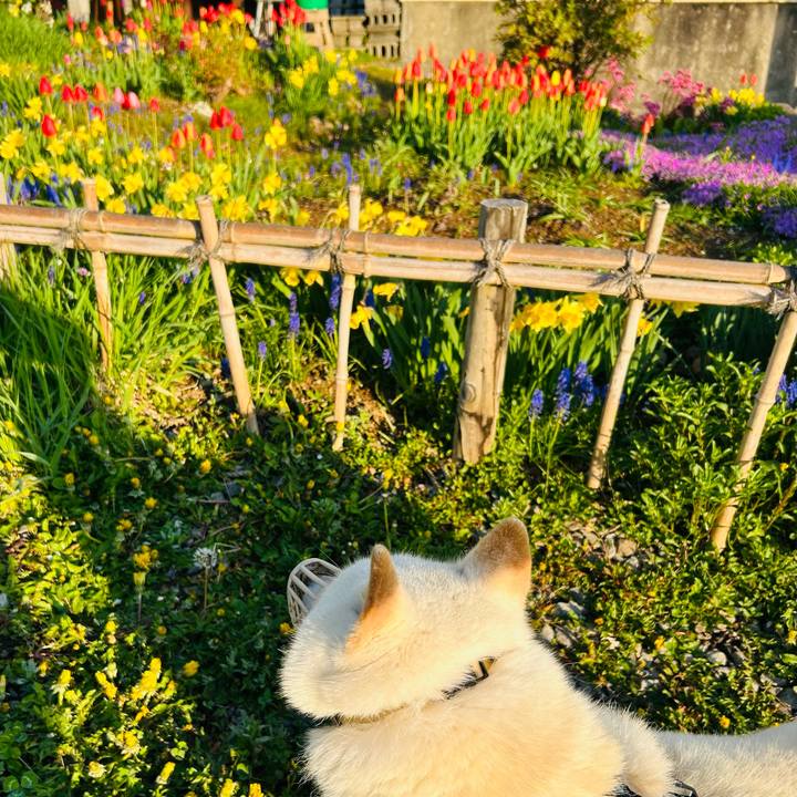 93373568 3b59 4447 8156 235e24a3524b 1683666052545