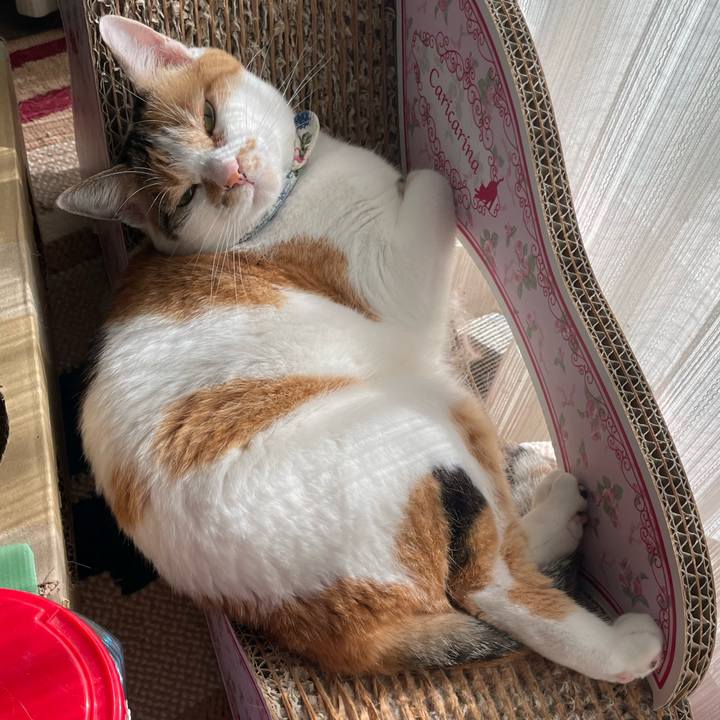 9337c20d 8b3e 4b60 8526 dacc0898c36b 1722752449364