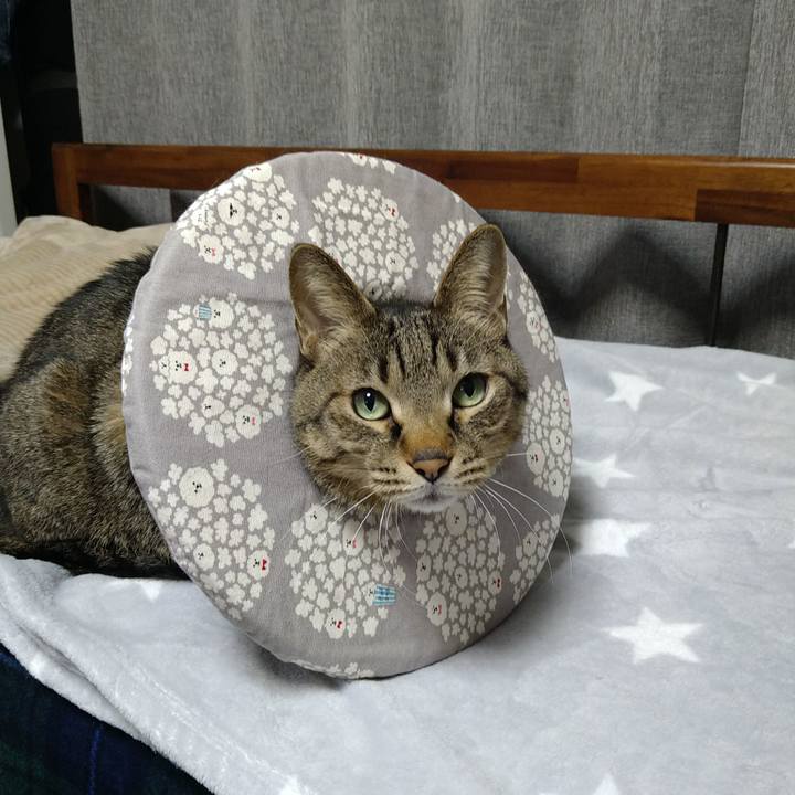 9337c69c b76c 4c0d b10b 57c85f867e6d 1740734921646