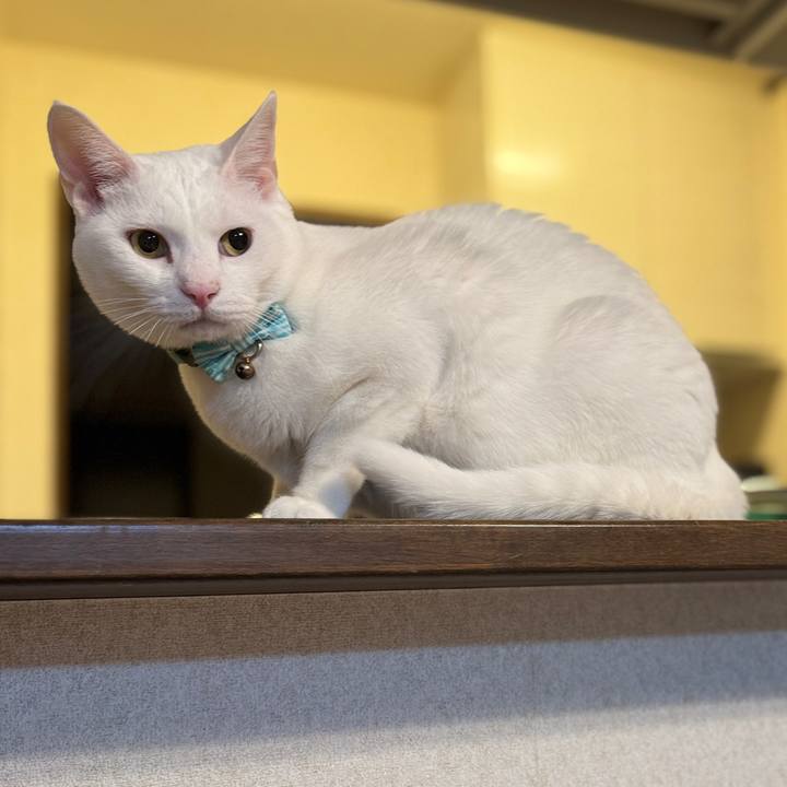 93383c8b 9d73 4472 9686 c250a6eabbfb 1763695740863