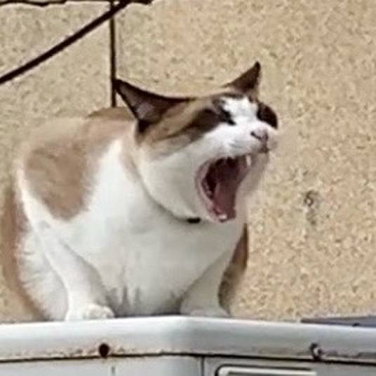 9342118d f57a 4a22 bea0 59bb2181966e 1729668215257