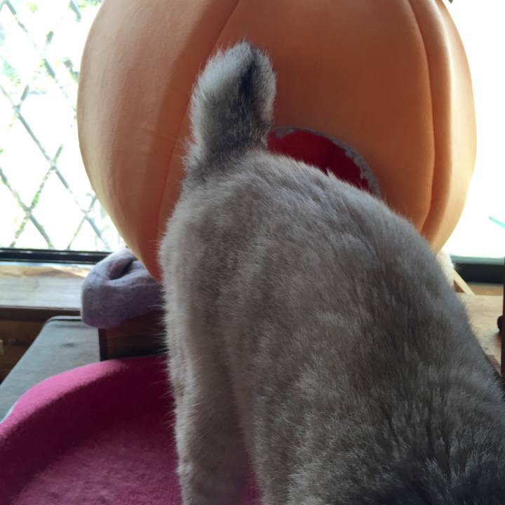 9342d290 ff24 4798 add5 3b0198a967af 1536795592965