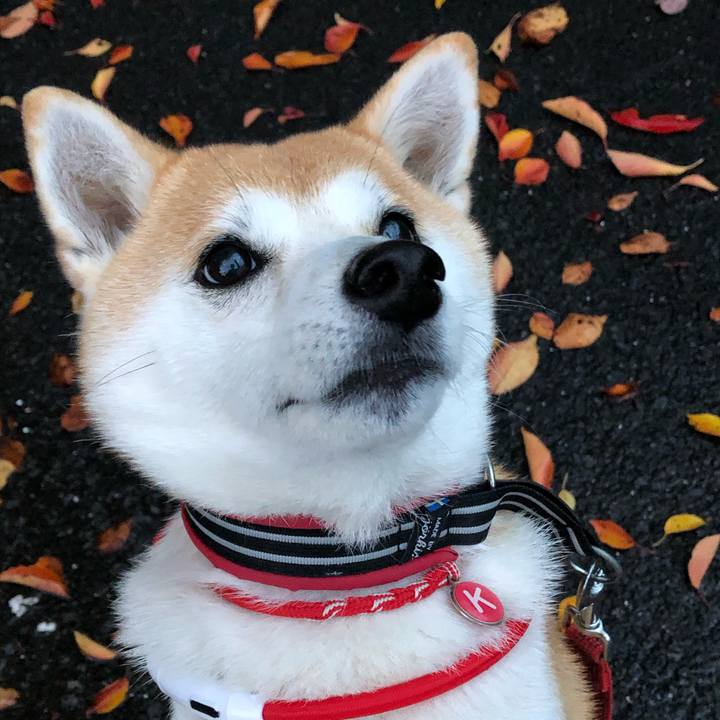 9345674a 6a10 4c6e 8091 3212aa08944b 1573692054720