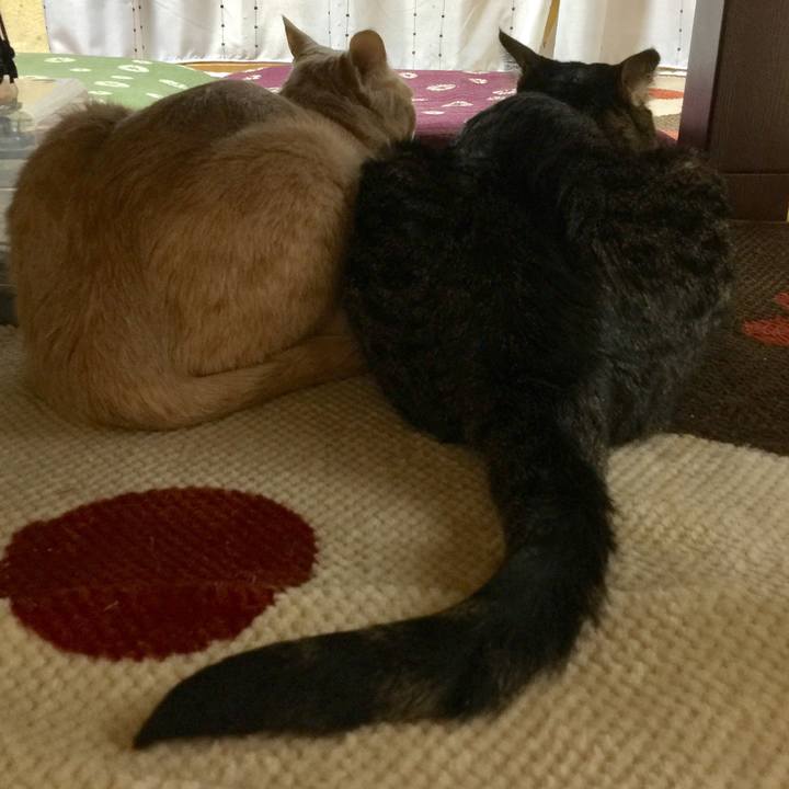 9350c1aa d693 47fb 8026 d11ac00e5852 1596754934776