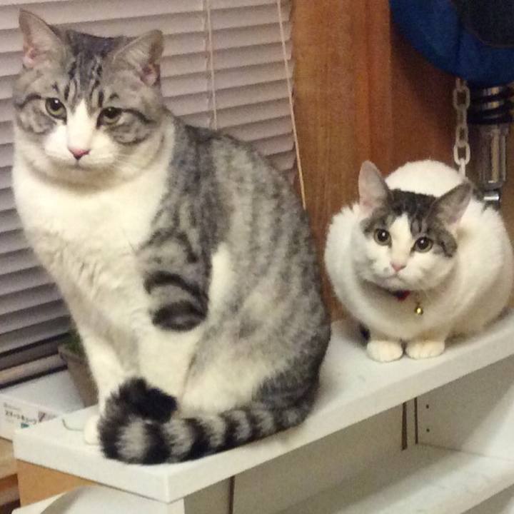 93511c5b c2d0 406b ae26 b9f5b40d6af1 1536212741499