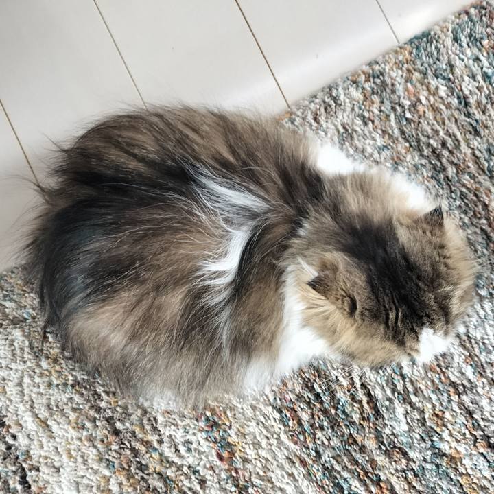 9355c53d f550 4a8b b0c7 55266e79b74c 1762851852659