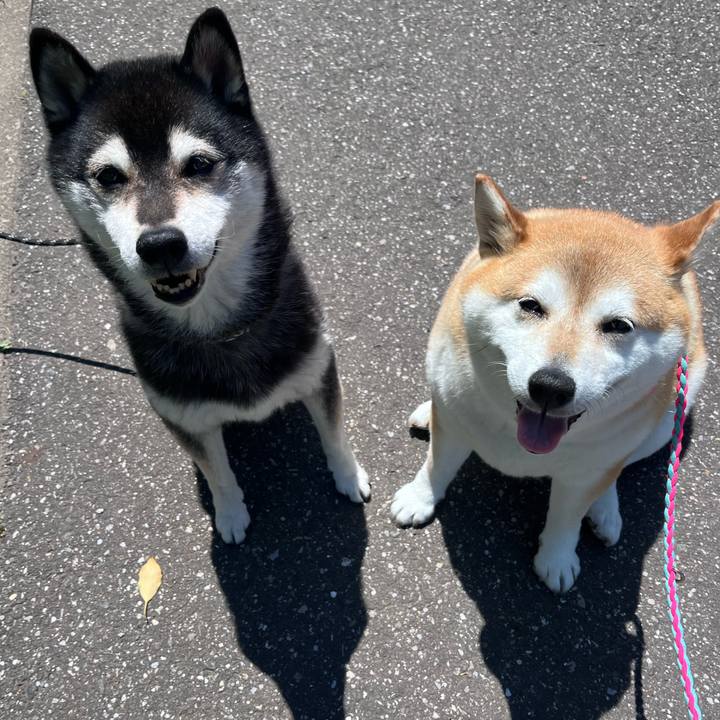 93561cb0 bc0f 405a 9366 2a40ba9add95 1684205763176