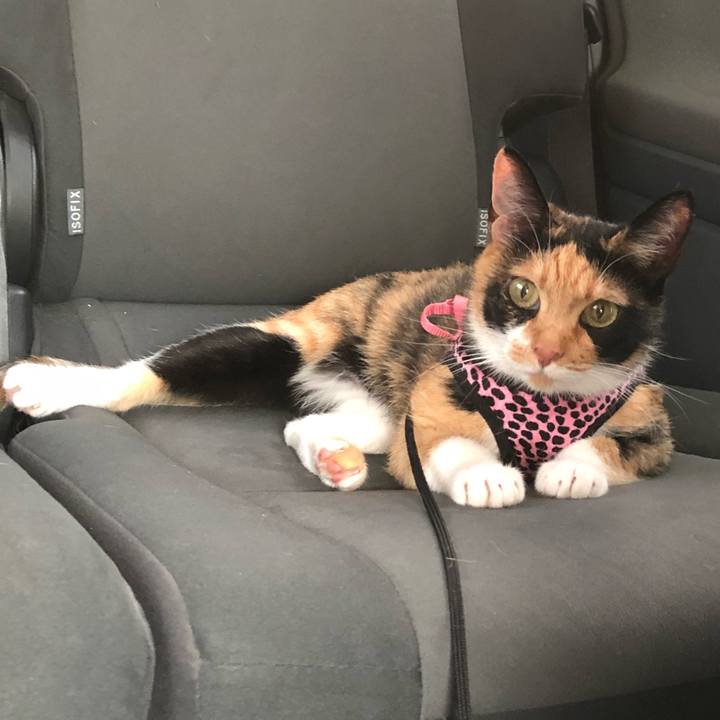 9358e9c3 a39a 4b9f b53c 9bc4dad23401 1529929689404