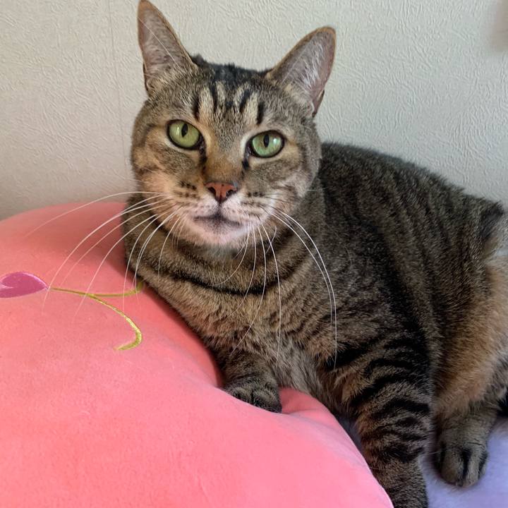 935b1619 9da7 4df2 8af4 33537e109256 1543655907444