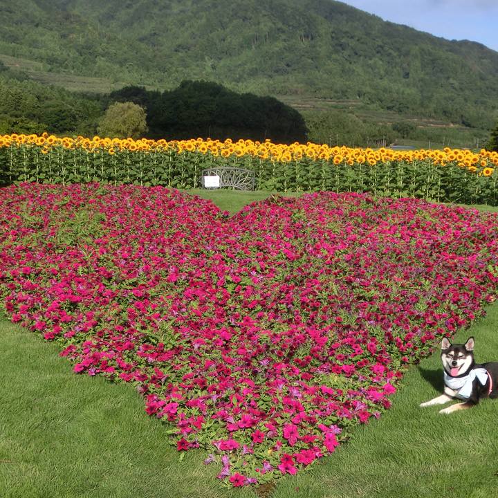 935d626d c274 4bde bf43 bebfcb01644a 1534549996970