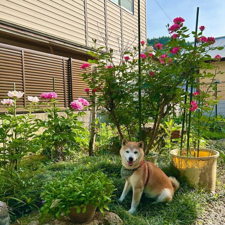 935d7438 252b 470b b4e2 af7106238bad 1747910313089