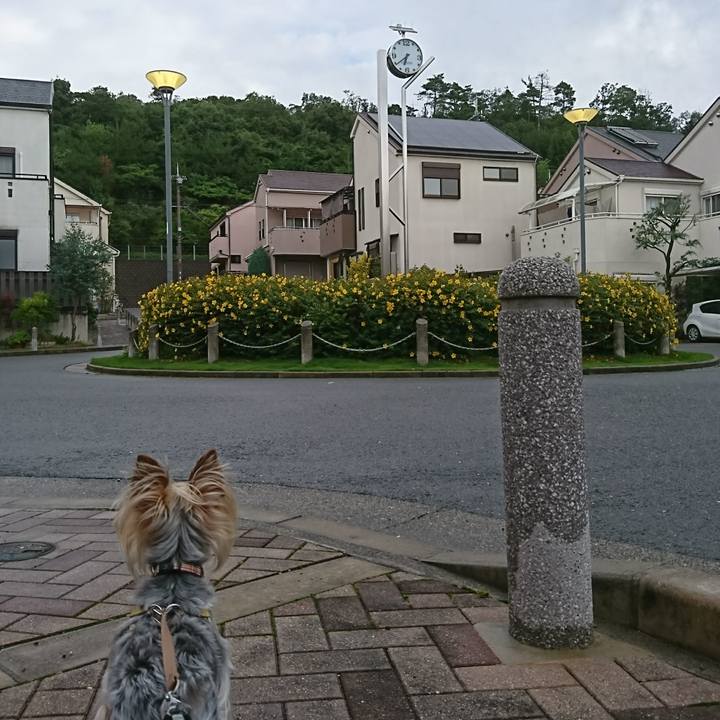 935e0a88 8129 43be 8c50 a26abc1a4423 1528755351105