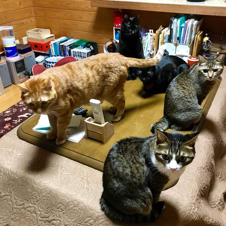 935fdb6c 294e 4d55 9506 2e8e3fed1002 1543667947466