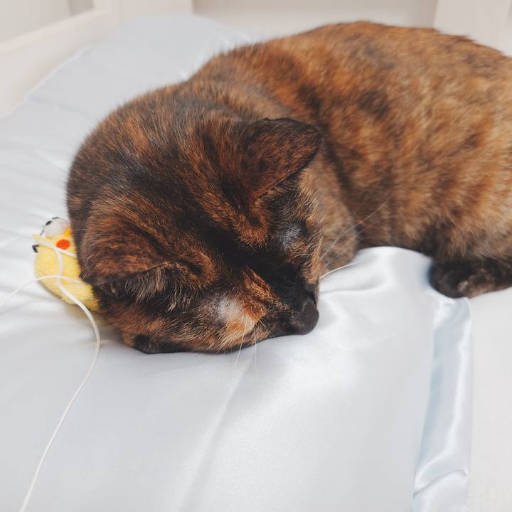 93607514 790e 4d5e 9c61 8cb803d7b420 1752322172471