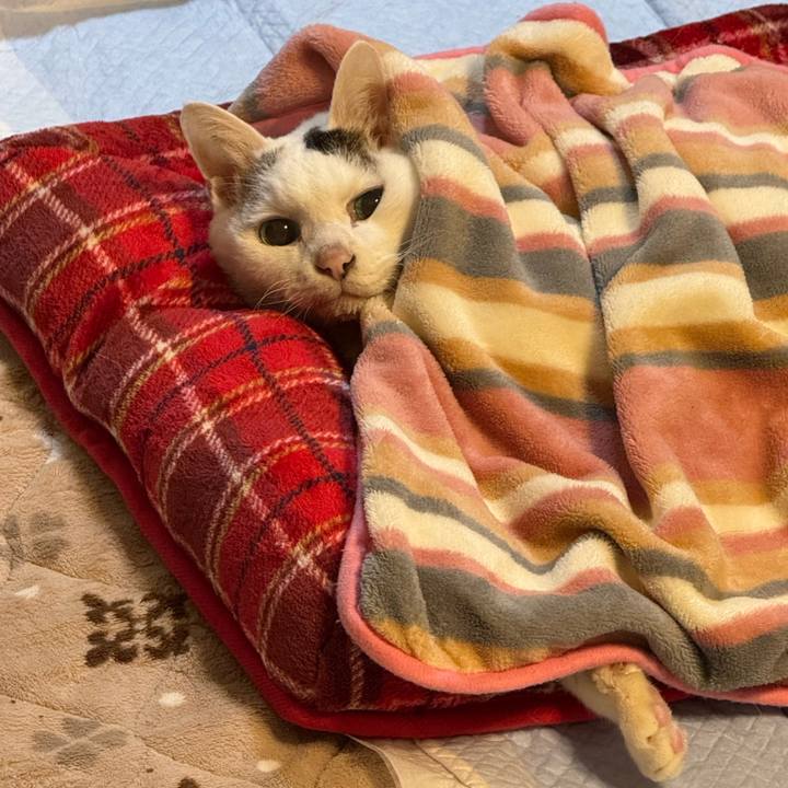 93614791 27a8 4768 9ed5 bf1145eed1de 1764712888270